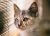 Cat looking through blinds