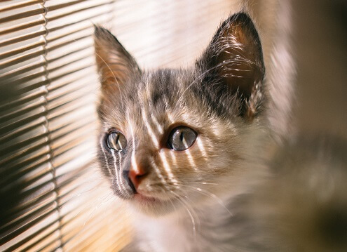 Cat looking through blinds