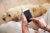 dog laying down person scrolling through smartphone