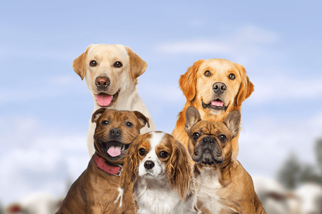 dog breeds Australians love the most | Compare Market