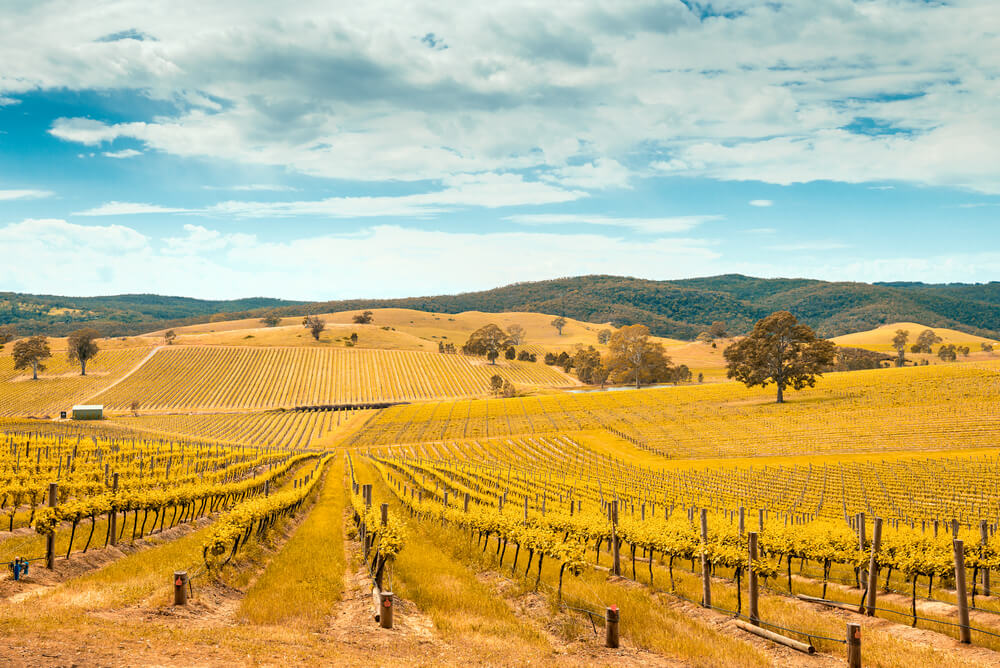 A vineyard in Barossa Valley