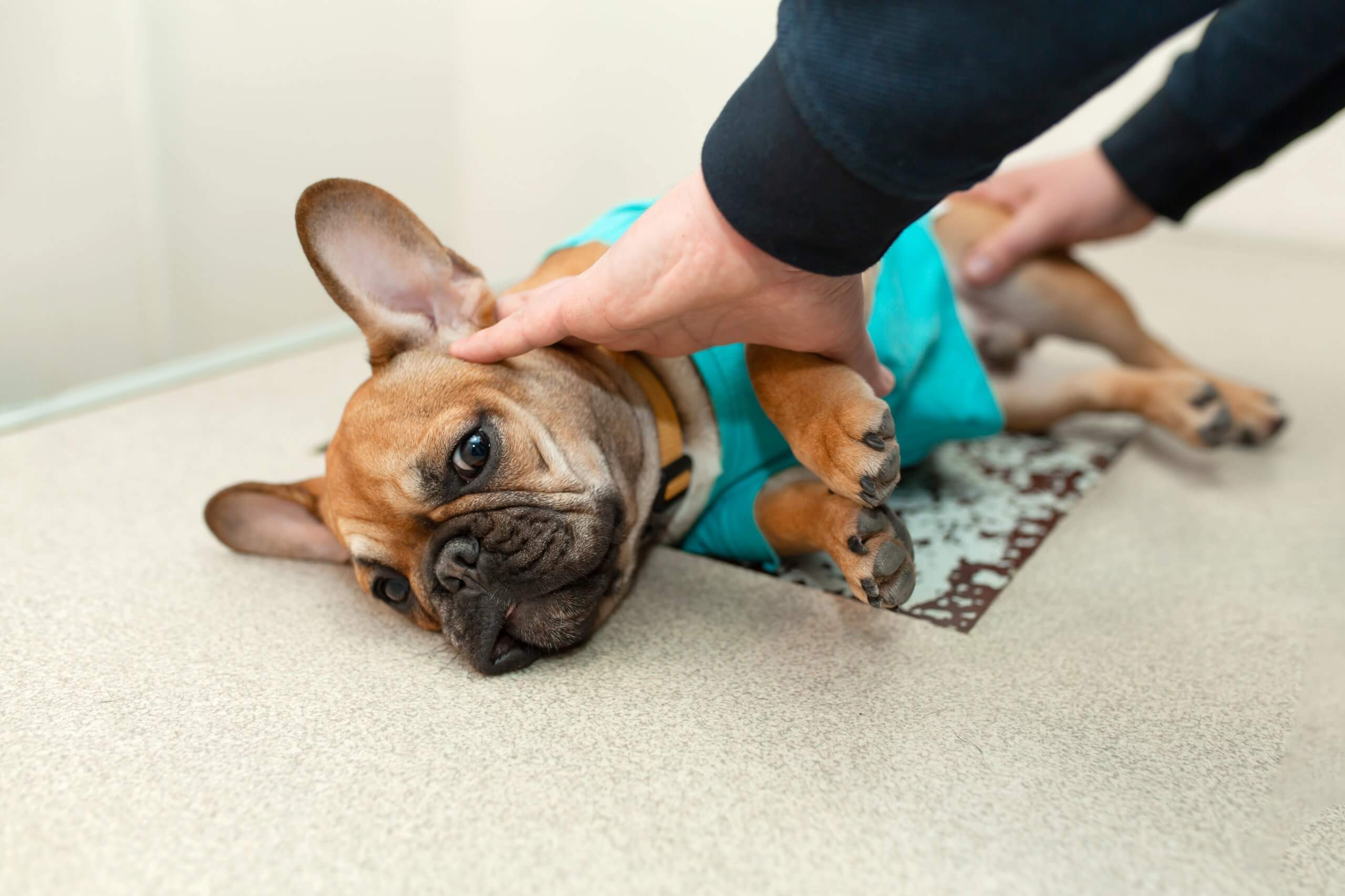 18 French Bulldog Health Problems Australia Stock