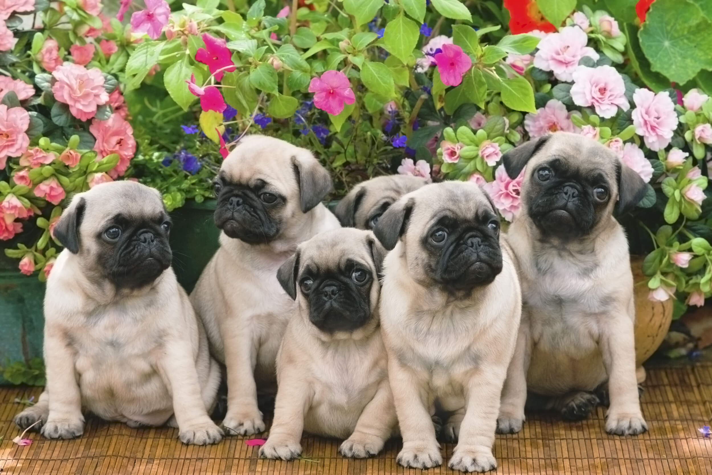 flat-faced dogs. Baby pug litter