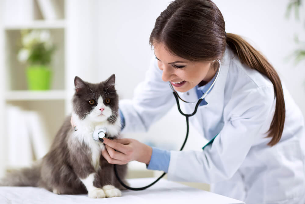 Insurance for Cats