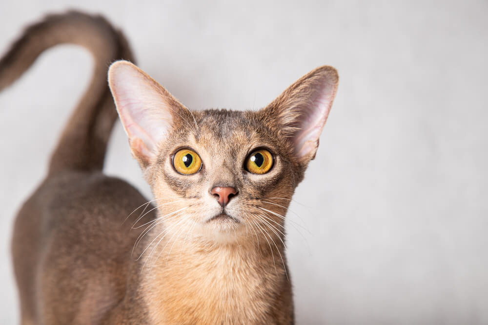 a brown Abyssinian cat