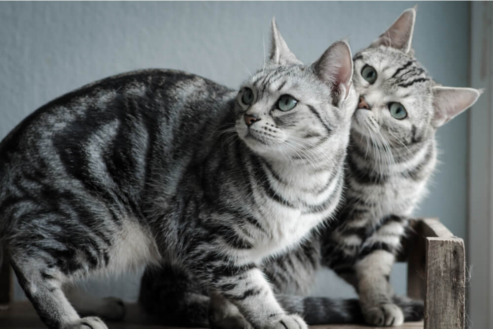 two American Shorthair cats standing close together