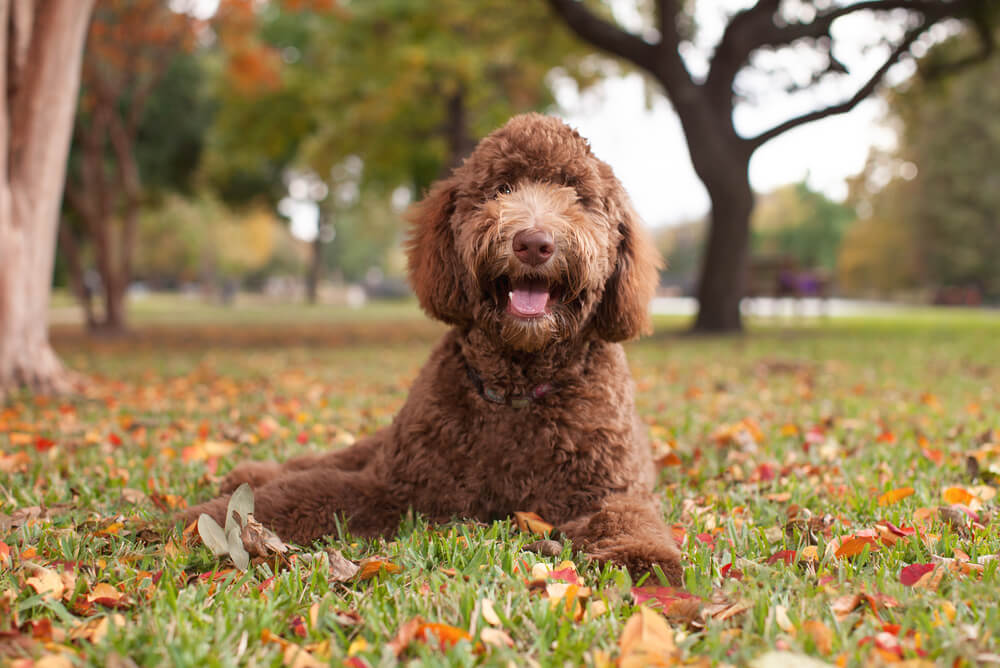 Australian Labradoodle