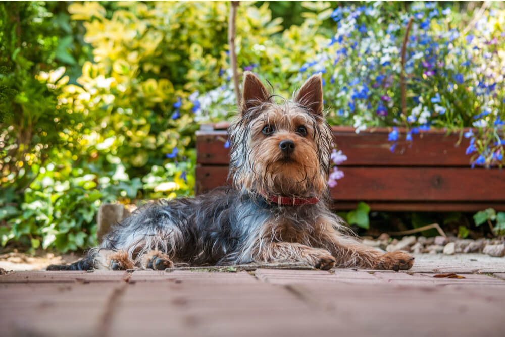 Australian Silky Terrier