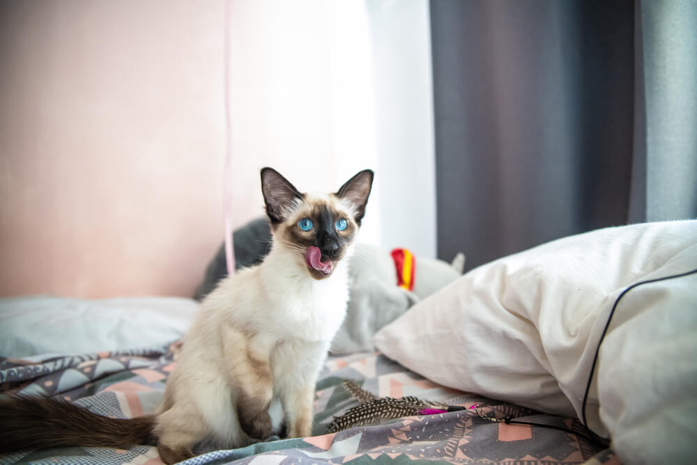 a Balinese cat on the bed