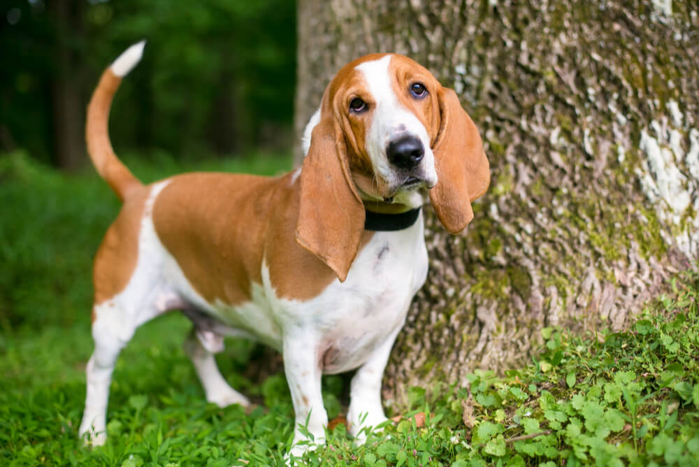 Basset Hound