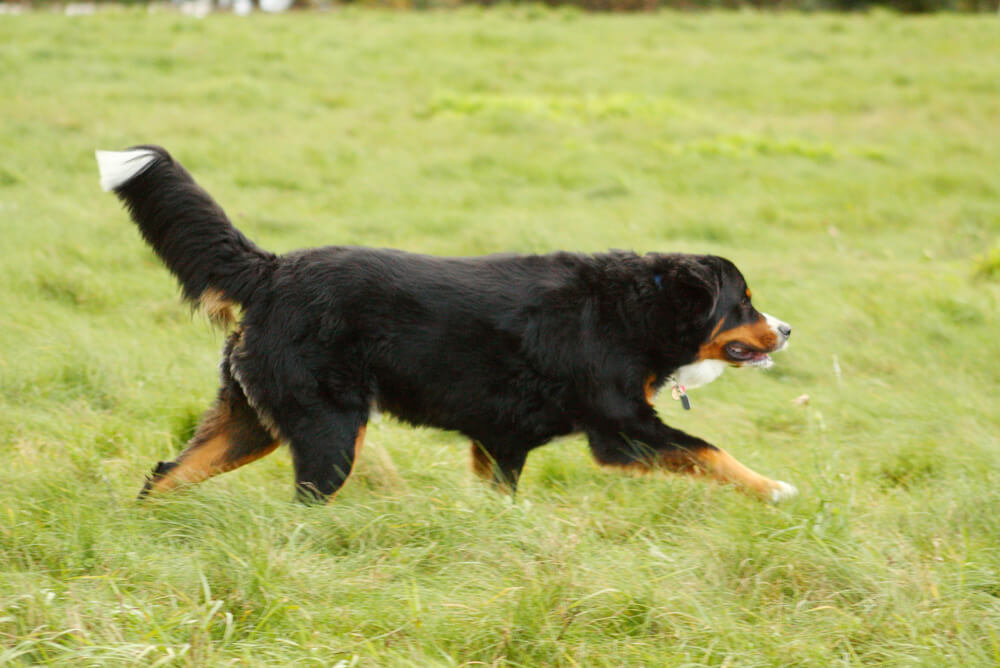 Burmese Mountain Dog