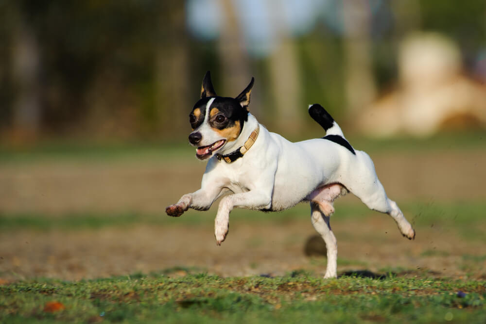 fox terrier