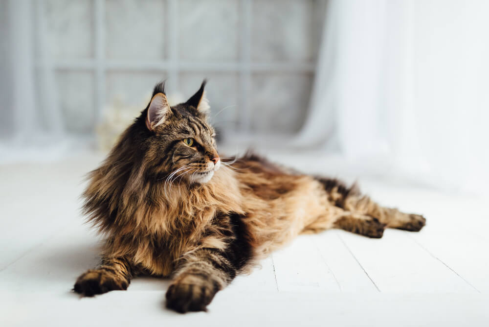 a Maine Coon chilling out on the floor