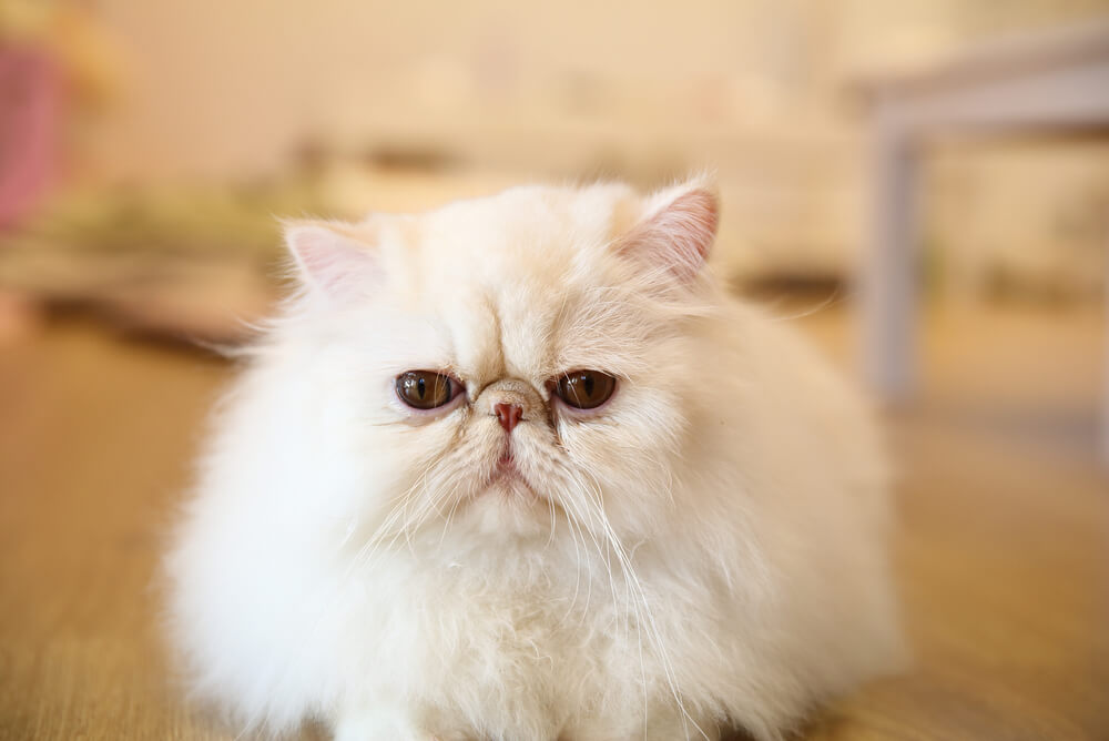 a fluffy white Persian lying down