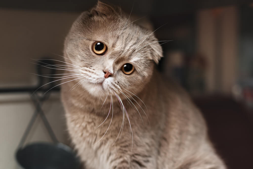 a Scottish Fold with amber eyes in the kitchen
