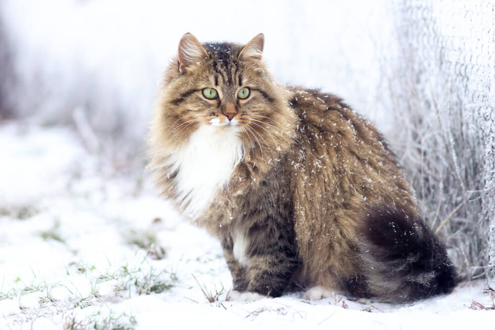 a Siberian cat standing in the snow