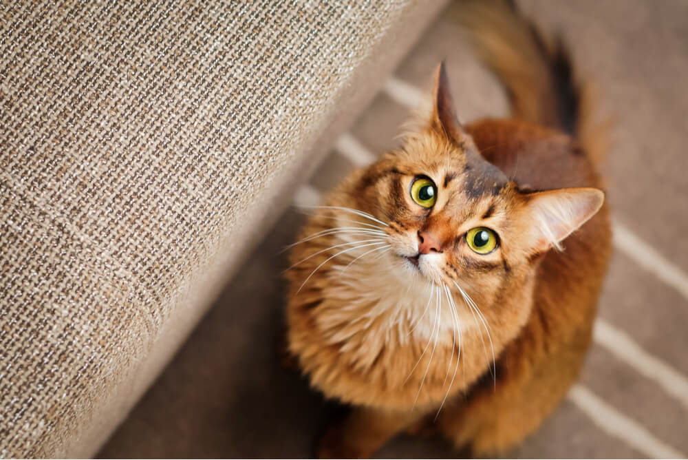 a Somali cat sitting on the floor looking upwards