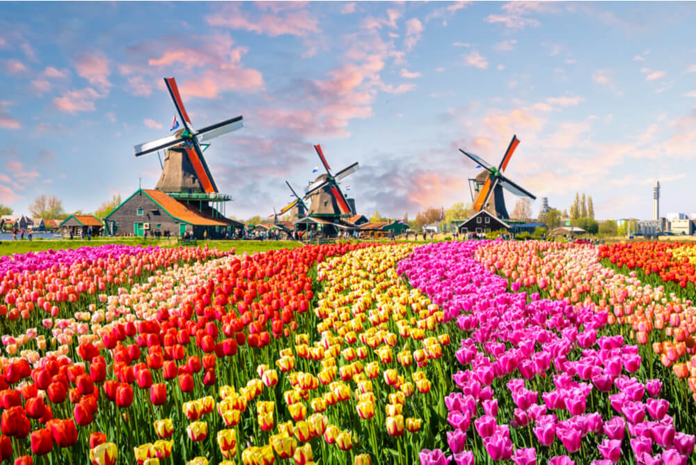 Landscape with tulips, traditional dutch windmills and houses near the canal in Zaanse Schans, Netherlands