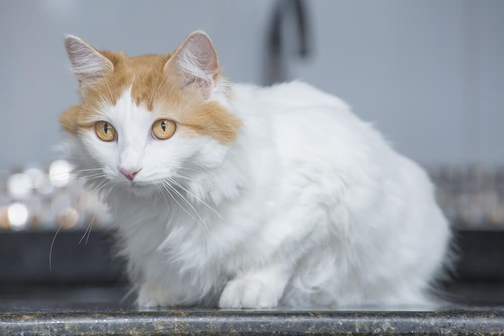 a white Turkish Van with ginger markings sitting on a kitchen bench