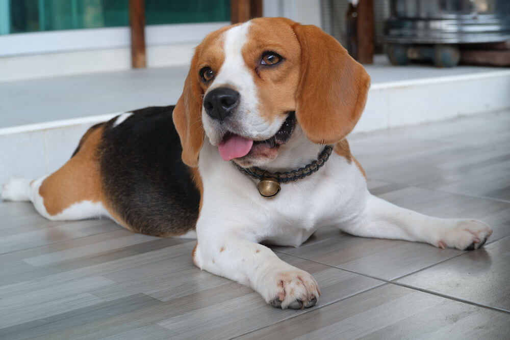 beagle