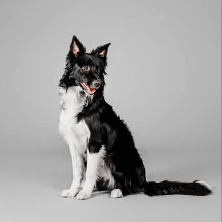 Compare Pet Insurance Compare Pet Insurance