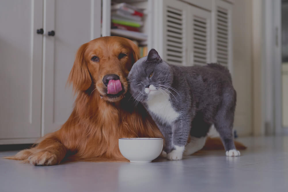 cat and dog insurance