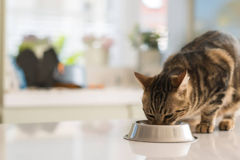 Cat eating from a food bowl