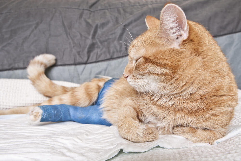 injured cat covered by comprehensive pet insurance