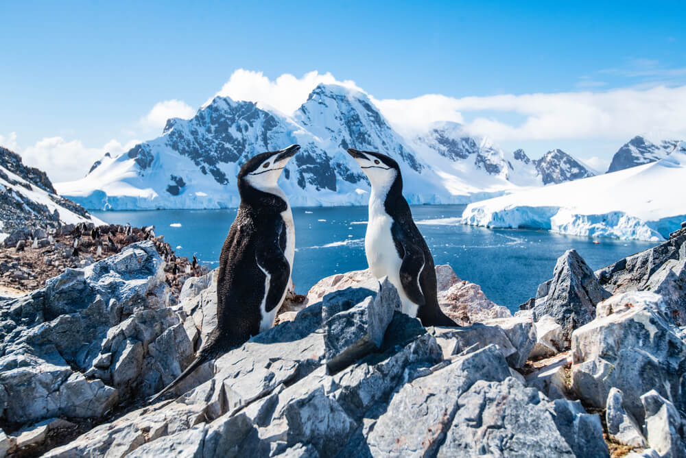 Two chinstrap penguins sitting on a snow covered mountain