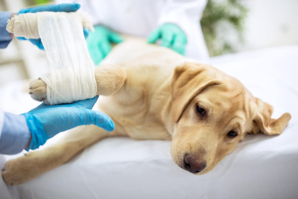 dog insurance for dogs