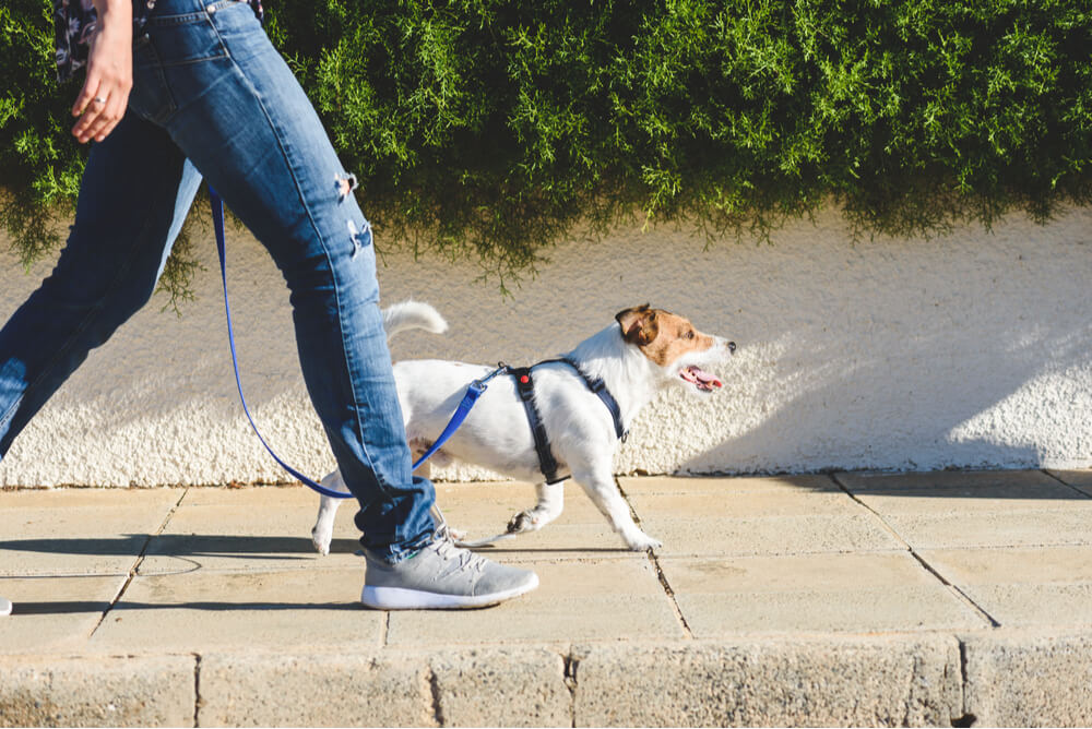 a dog being walked on the pavement