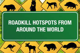 roadkill hotspots from around the world