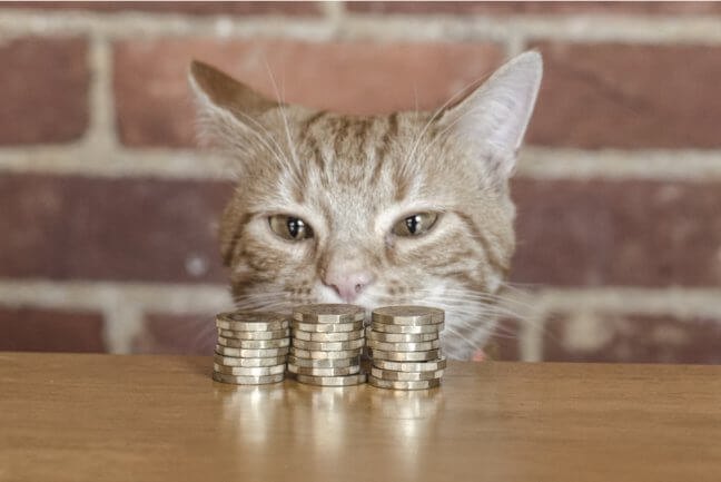 How Much Does A Cat Cost Compare The Market