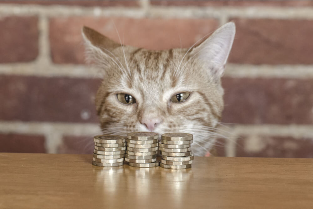 Top 20+ how much is a cat 1 How much does a cat cost?