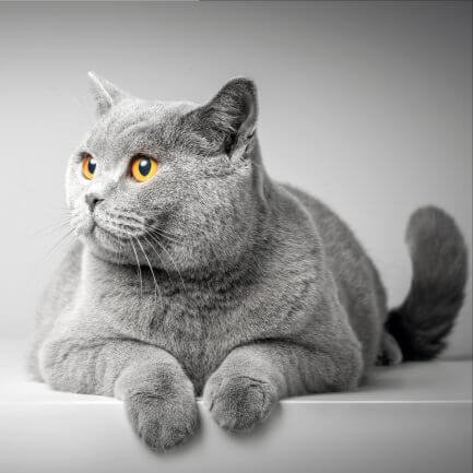 Grey British Shorthair cat