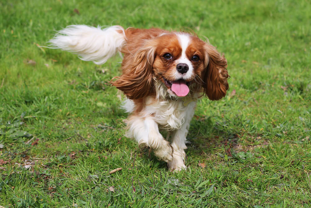 king charles cavalier