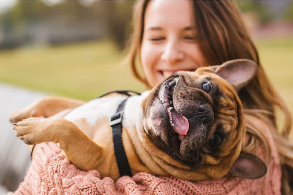 Smiling French Bulldog lying in his owner’s arms