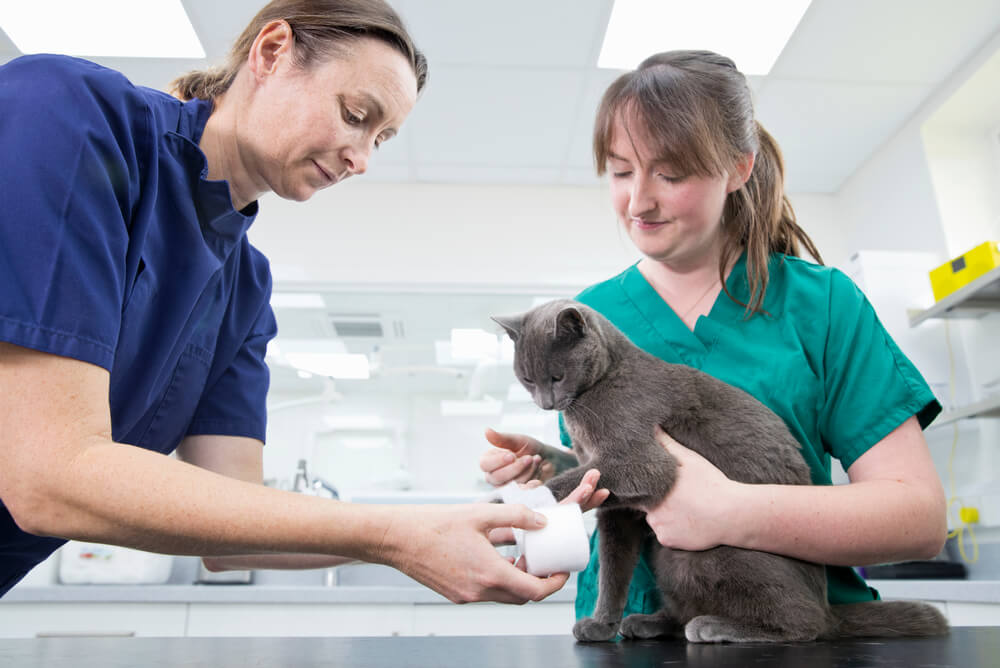 A cat being held by a student veterinarian while another veterinarian bandages its paw