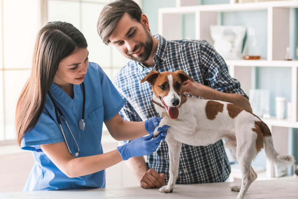 Vet examining a dog while the owner holds it