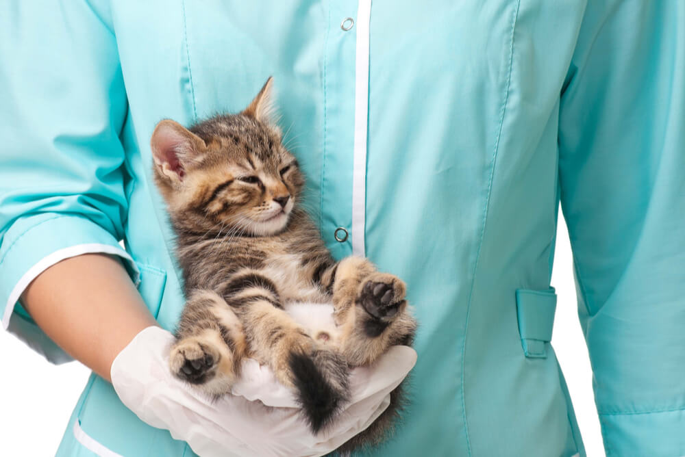 Tabby kitten being held in one hand by a vet