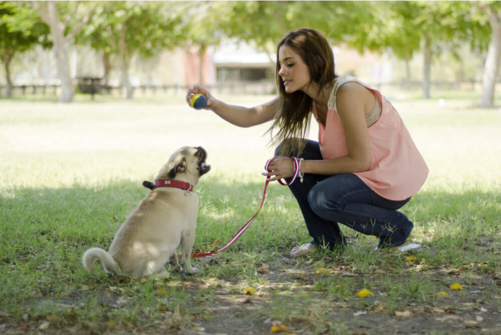 Woman playing fetch with her pet pug