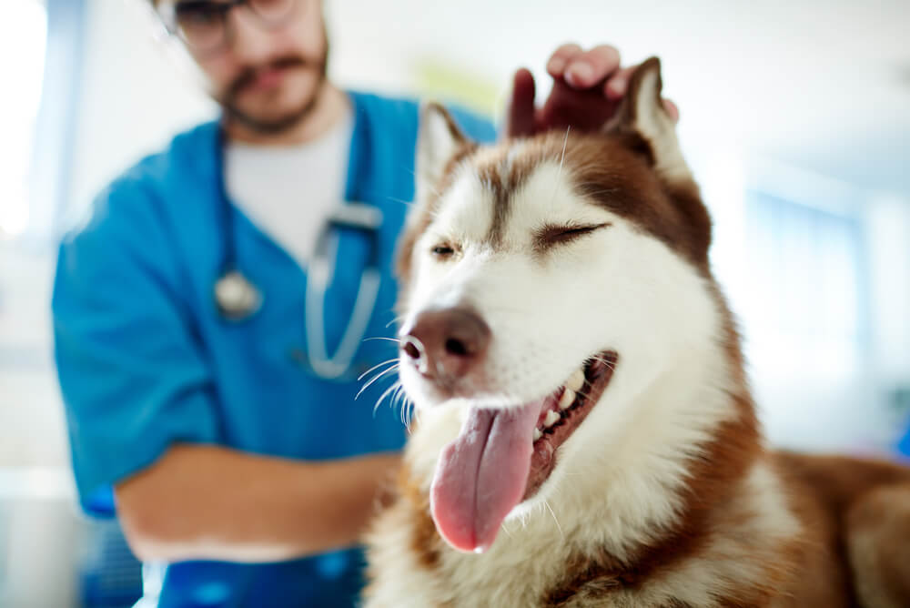 Old husky at vet