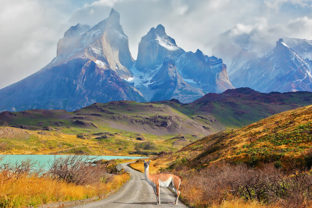 a llama standing on the road to Los Cuernos in Patagonia, Chile
