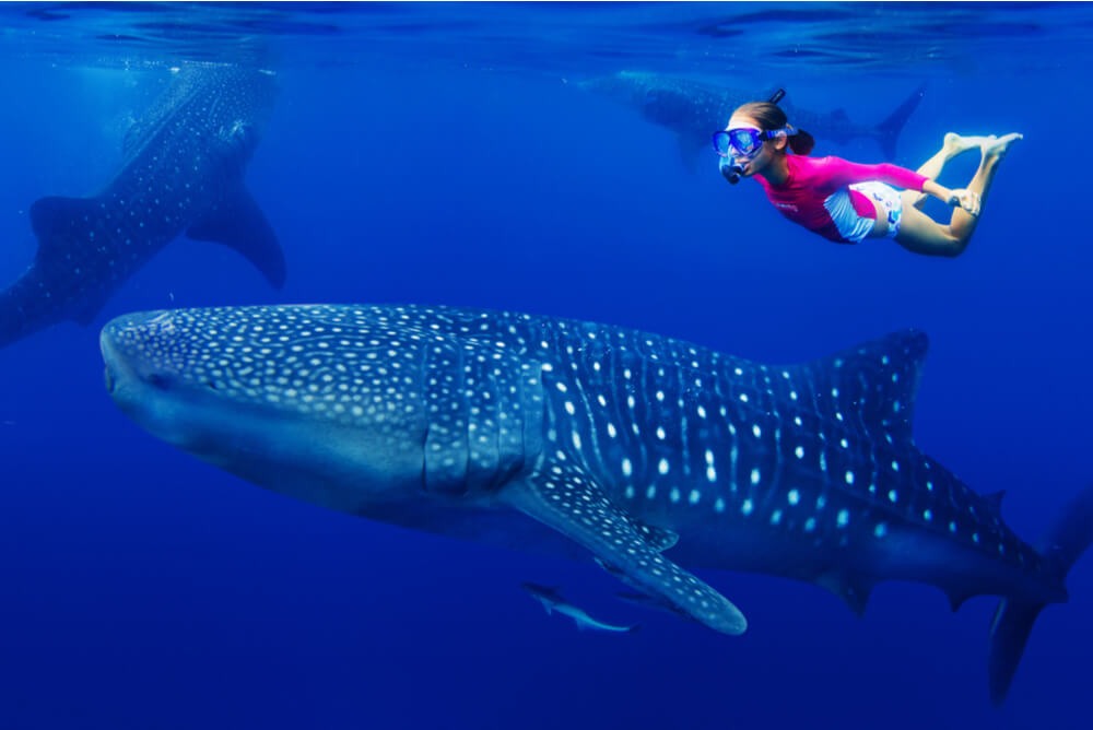 a young woman snorkelling with whale sharks in the ocean