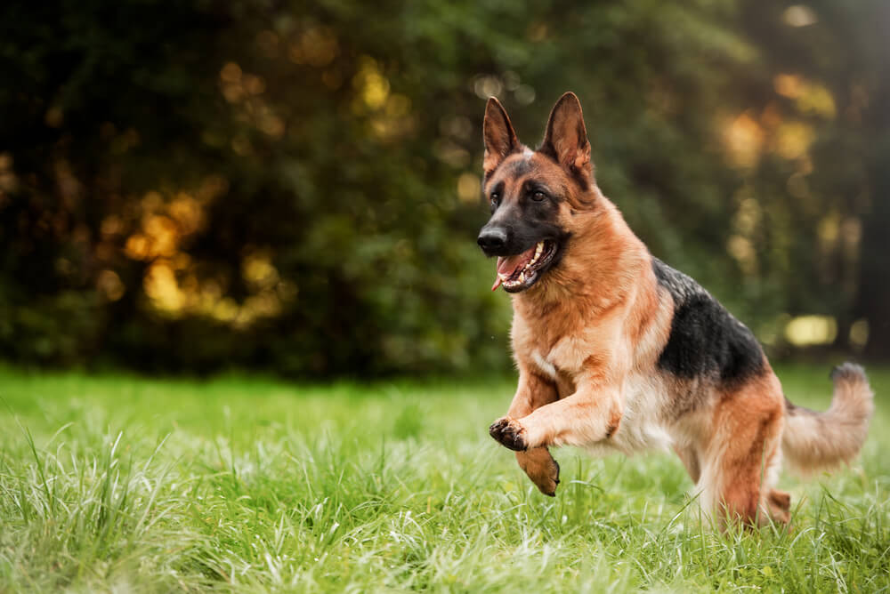 A German Shepherd running through a field of grass