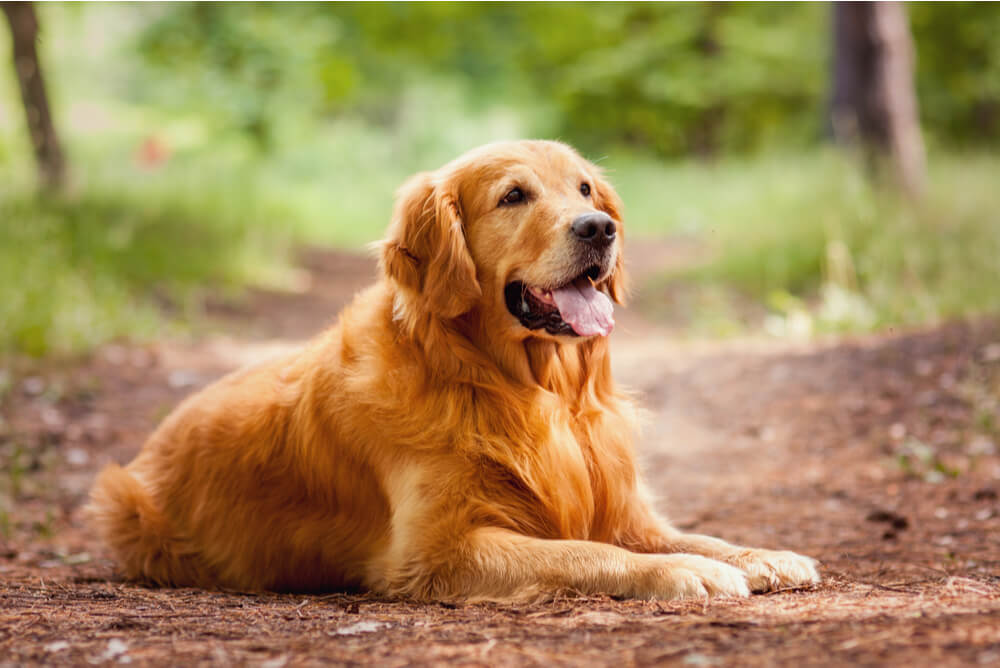 A Golden Retriever lying on the ground