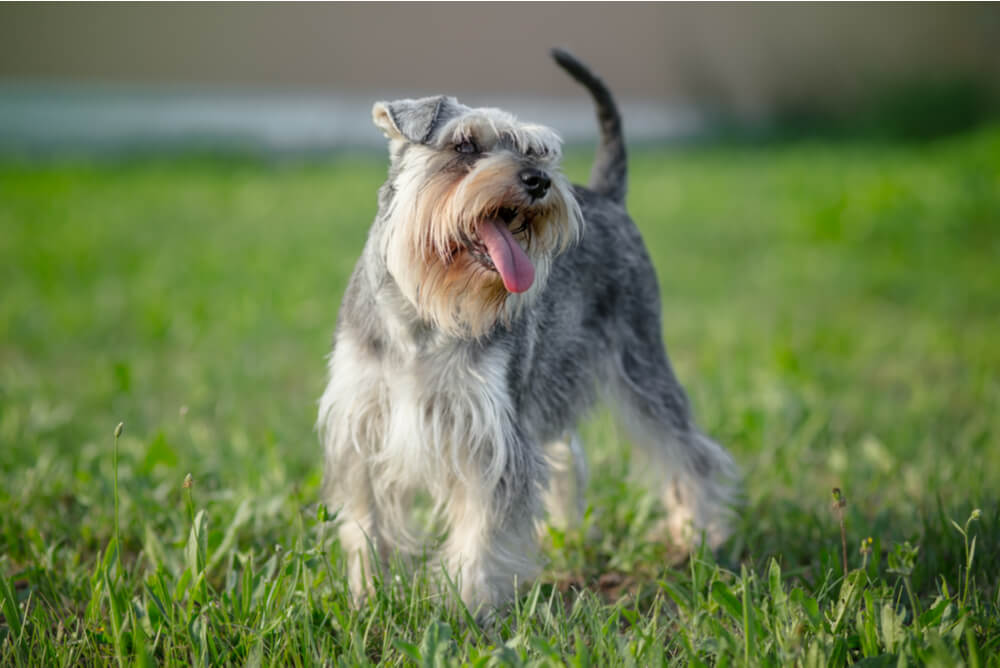 A Miniature Schnauzer standing in the grass