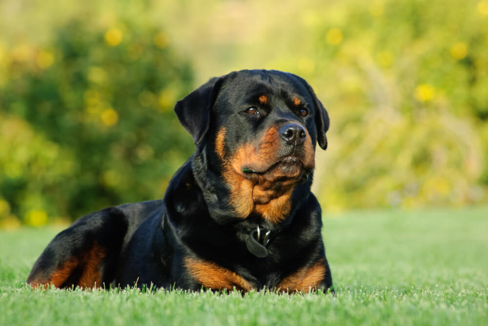 A Rottweiler lying in the grass