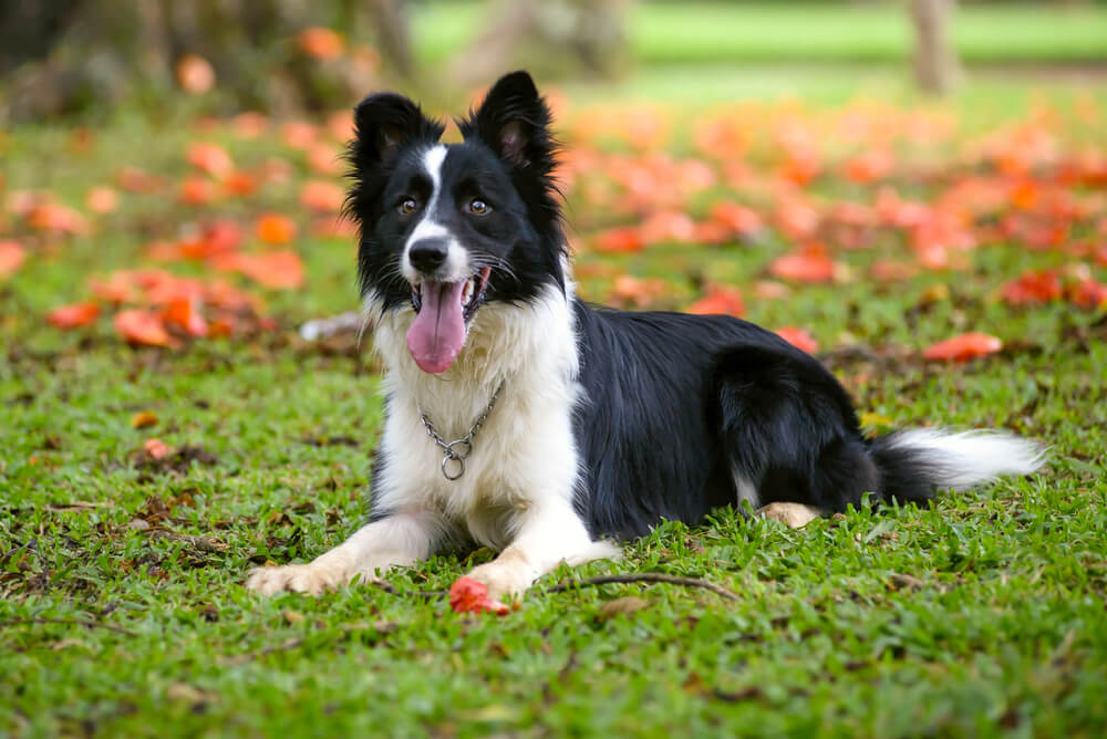 A black and white Border Collie lying on the grass