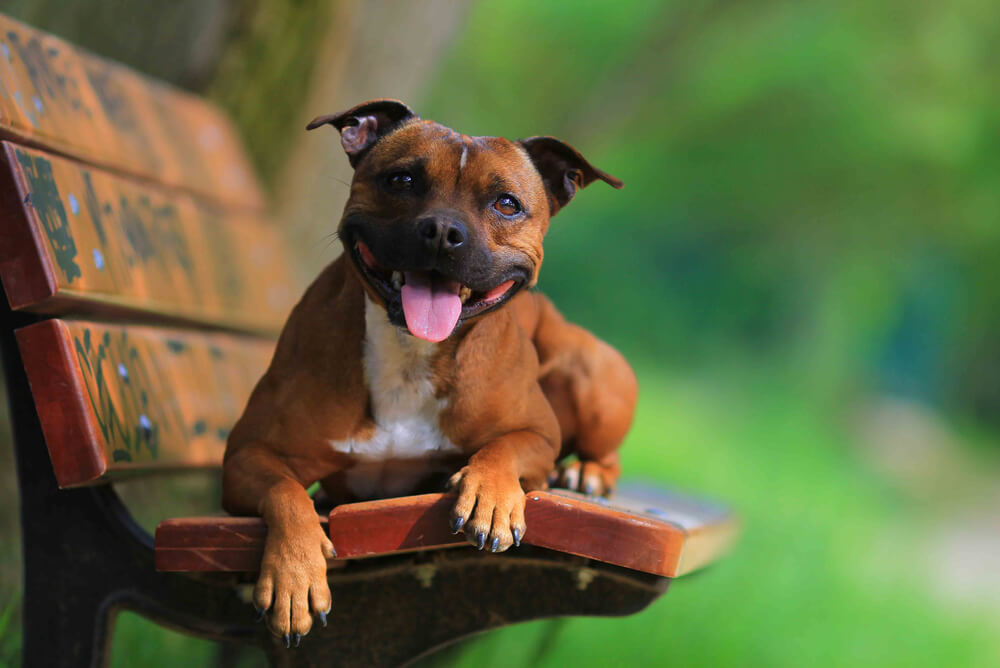 A brown Staffordshire Bull Terrier sitting on a park bench